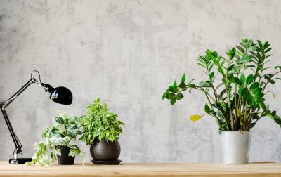 Wallpaper Replacement in Overland Park, KS